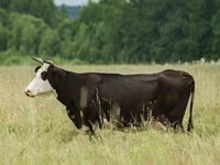 İnək, Yaroslavl cattle — foto 2