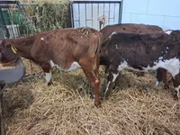 Bulle, Simmental cattle — Foto 6