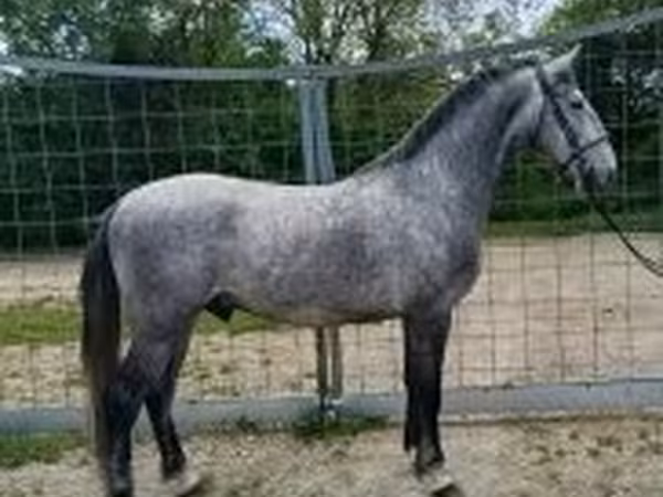 Horse (M), Lipizzaner