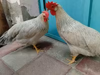 Leghorn — photo 1