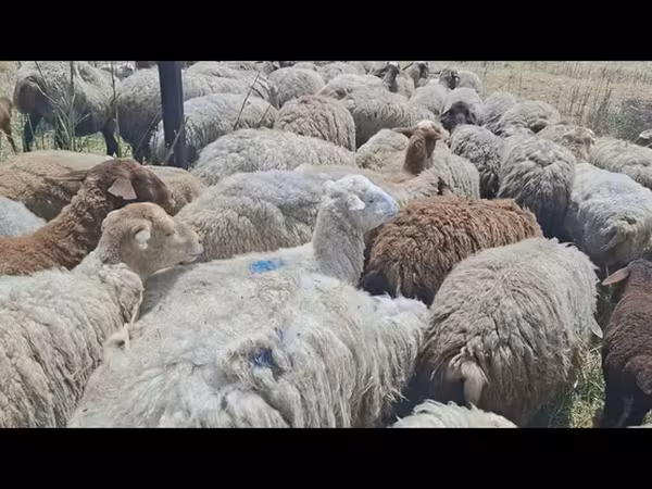 Sheep, Sheep