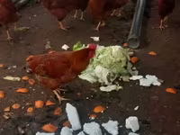 Chickens — الصورة 2