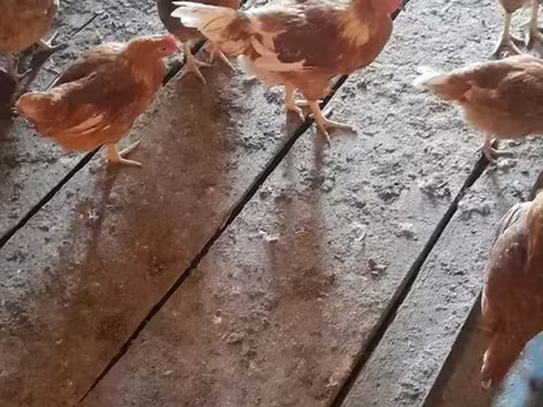 براهما — أرمينيا