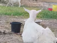 Cabra, Cabras — foto 2