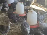 Turkeys — Foto 4