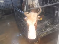 İnək, Simmental cattle — foto 8