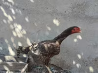 Chickens — photo 4