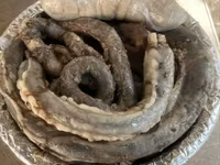 Ovelhas (lote, sexo não especificado), Ovelhas — foto 4