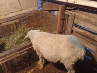Ram, Merino sheep — photo 1