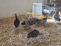 Turkeys — photo 5