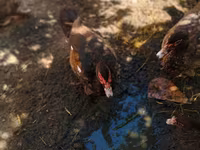 Ducks — photo 2
