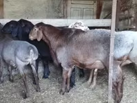 Baran, Hissar sheep — zdjęcie 3