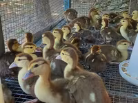Ducks — photo 4