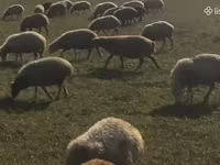 母羊, Sheep — 照片 1