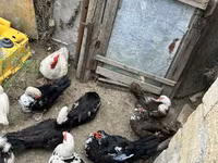 Ducks — الصورة 7