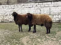 Qoç, Qoyunlar — foto 8
