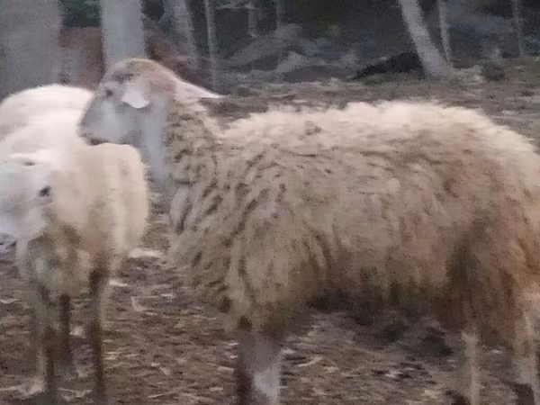 भेड़, भेड़ — अज़रबैजान