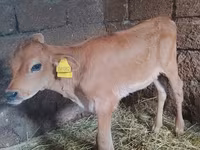 Cow, Holstein breed — photo 1