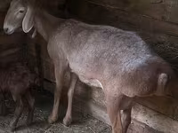 Qoyun, Afghan Arabi sheep — foto 1