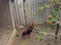 Chickens — foto 2
