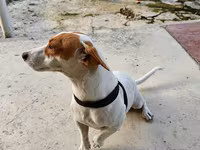 🐶 TƏCİLİ! Safqan Cek Rassel yeni ailəsini axtarır! ❤️ Çox sevdiyimiz — Foto 3