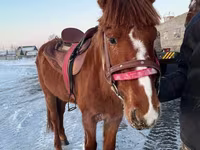 Kůň, Kazakh horse — foto 2