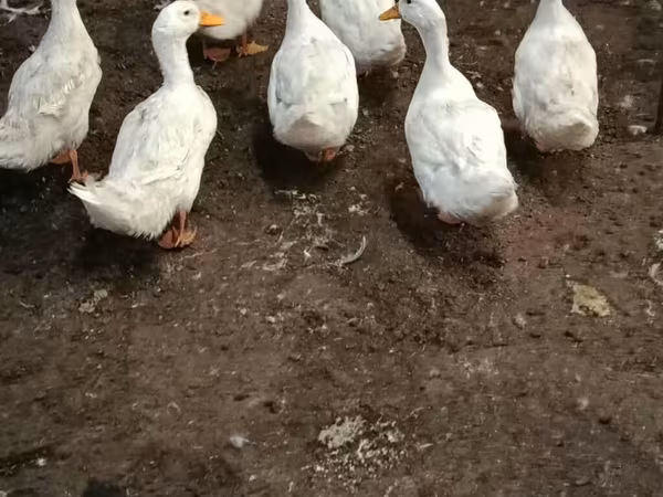 Amerikan Pekin