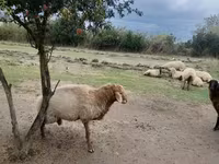 Qoç, Qoyunlar — foto 3