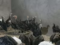 Turkeys — foto 3