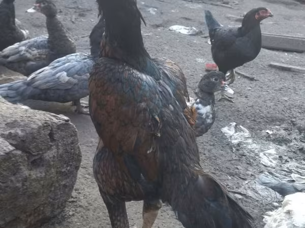 Chickens — Azərbaycan