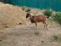 Cabra, Cabras — foto 2
