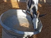 Dişi keçi, Saanen goat — foto 5