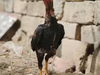 ياباني بانتام — الصورة 6