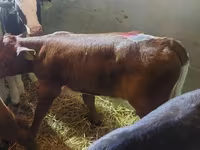 Bull, Simmental cattle — photo 1
