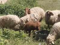 أغنام (دفعة، الجنس غير محدد), الأغنام — الصورة 3