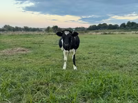 Krowa, Swiss cattle — zdjęcie 3