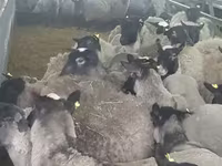 Schaf, Romanov sheep — Foto 6