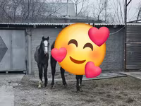Stute, Orlov Trotter — Foto 5