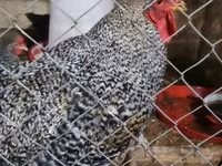 Australorp — photo 4