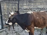 Vaca, Simmental cattle — foto 2