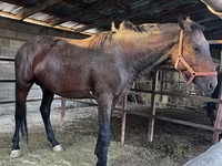 公马, Horses — 照片 1
