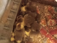 Ducks — Foto 3