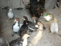 Chickens — photo 4