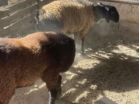 Beran, Rhon sheep — foto 7