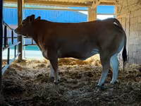 بقرة, Partenaise cattle — الصورة 1