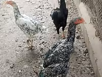 Chickens — फ़ोटो 2