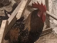Chickens — photo 1