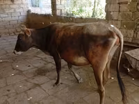 İnək, Azərbaycan zebu — foto 2