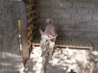 Goats (batch, sex not specified), Goats — photo 6
