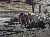 Коза, Saanen goat — фото 6